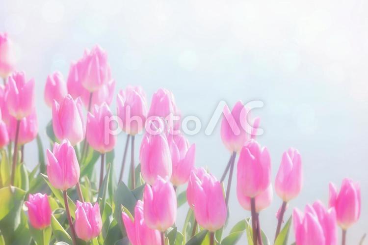 春光中可愛的粉色鬱金香, 郁金香, 春天, 花, JPG