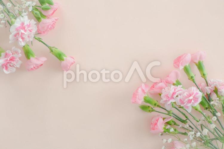可愛的康乃馨框架, 花, 植物, 框架, JPG