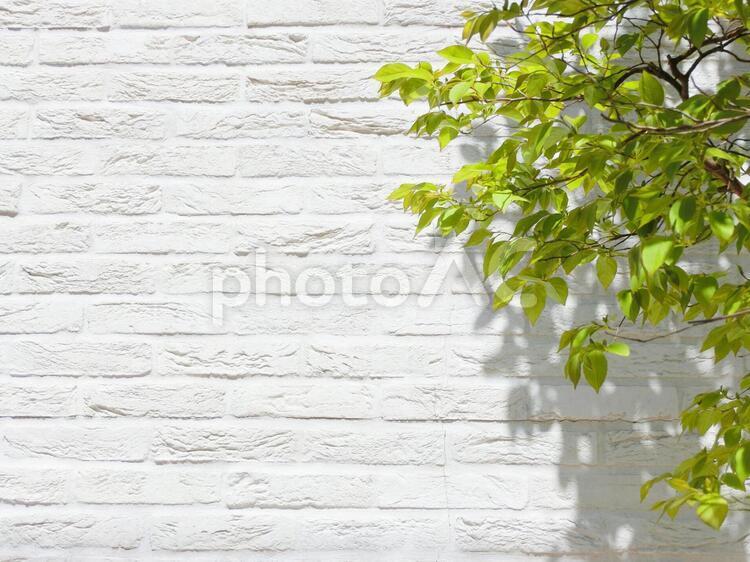 白磚背景和新鮮的綠樹, 砖, 白, 墙, JPG