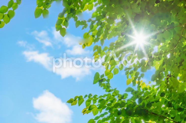 新鮮的綠色、藍天和陽光穿過樹木, 新鲜翠绿, komorebi, 碧落, JPG