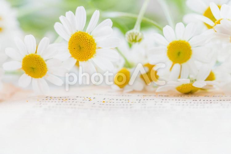 母菊和英文紙架②, 花, 春天的花朵, 春花, JPG