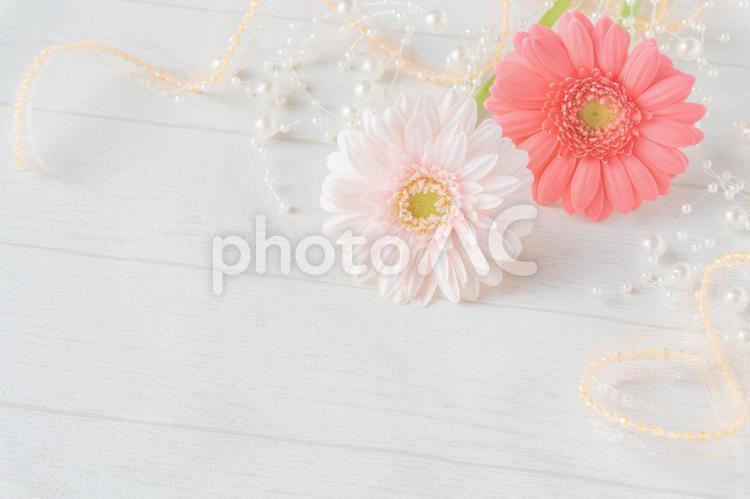 淺粉色和深粉色非洲菊框架, 雏菊, 春天, 花, JPG