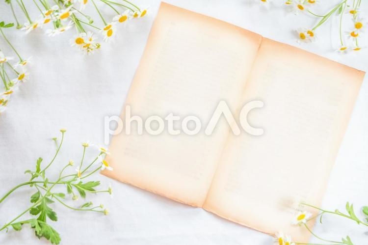 母菊和古色古香的紙架①, 黄菊, 花, 春天的花朵, JPG