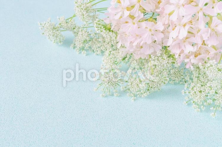 白色蕾絲花朵和小町櫻花的清爽春天花框, 花, 白花, 粉红色的花朵, JPG