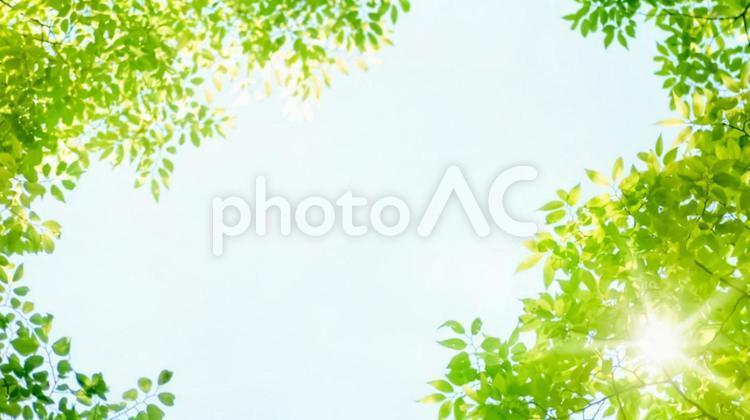新鮮的綠色幼葉和陽光透過樹木, 新鲜翠绿, komorebi, 绿茵, JPG