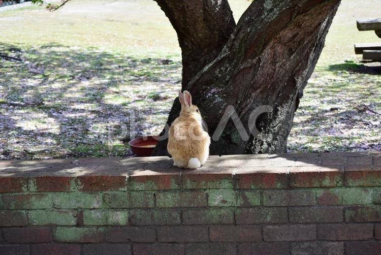 磚頭上的兔子, 兔宝宝, 兔, 兔, JPG
