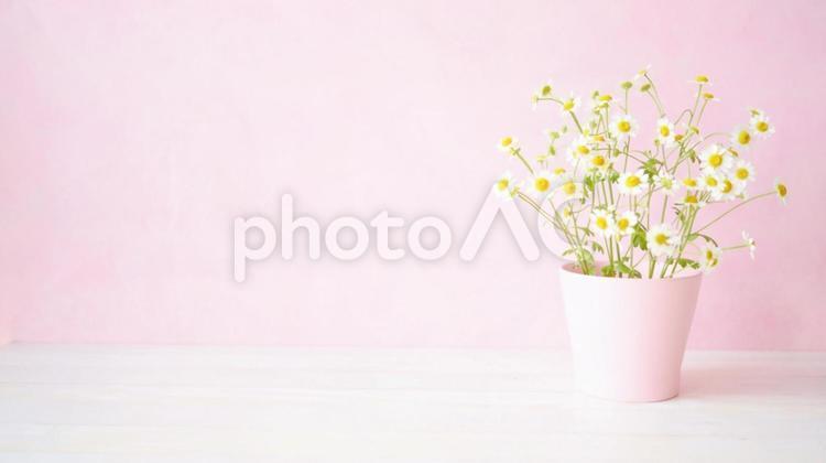 春天圖像母菊屬（16：9）, 黄菊, 春天的花朵, 花, JPG