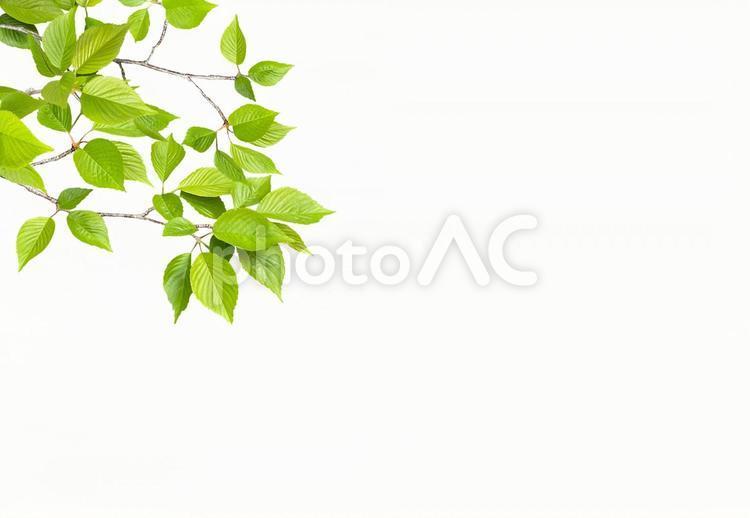 初夏鮮綠嫩葉框架背景, 新鲜翠绿, 叶子, 新叶, JPG