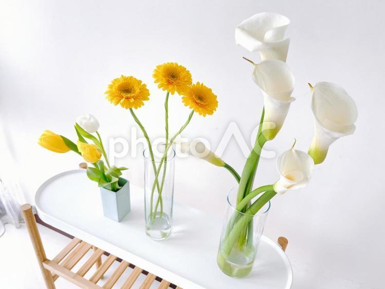 與花共存（鬱金香、非洲菊、顏色）, 生活用花, 花, 花束, JPG