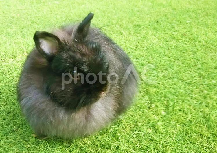 草坪和黑兔“左置”, 兔, 兔, 兔, JPG