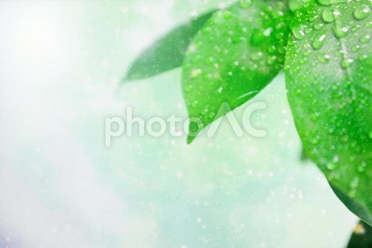 帶水滴的葉子，鮮綠色的縮略圖 2, 叶子, 背景, 缩略图, JPG