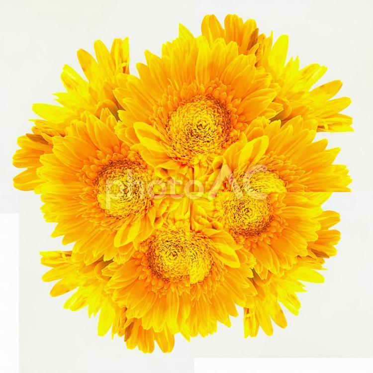 橙色非洲菊背景 3, 雏菊, 花, 鲜艳的色彩, JPG
