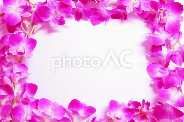 蝴蝶蘭植物框架蝴蝶蘭（粉紅色）, 植物框架, 背景资料, 壁纸材料, JPG
